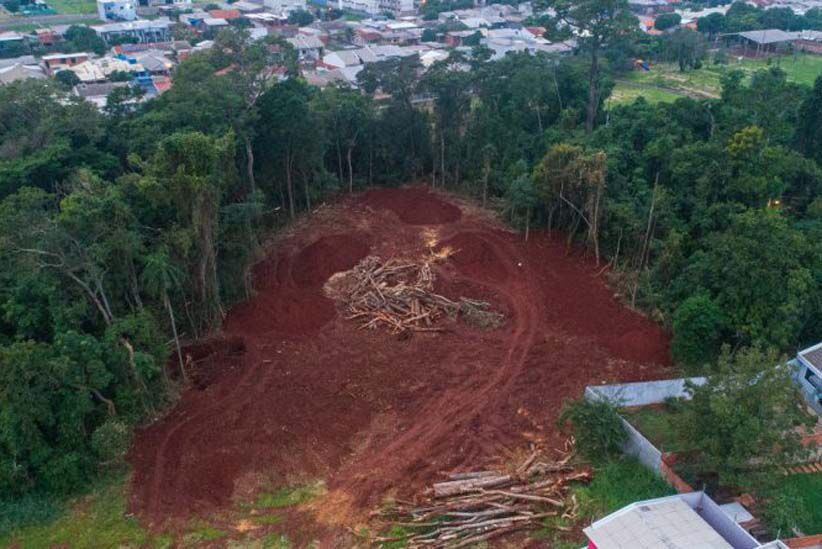 Câmara questiona desmatamento em área vizinha ao Bosque dos Macacos e cobra inventário de árvores do local