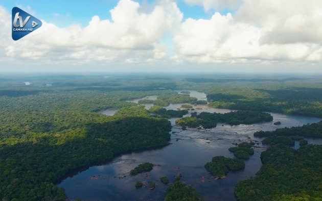 Dia da Amazônia: a importância da preservação da floresta Amazônica
