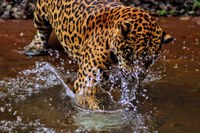 Projeto Onças do Iguaçu: Foz está na vanguarda na preservação e conservação da biodiversidade